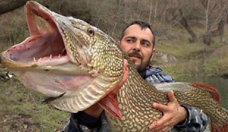The Fascinating Reality of the Formidable Pike